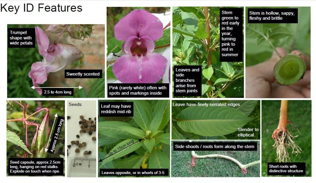 Himalayan Balsam - Invas BioSecurity - Ireland