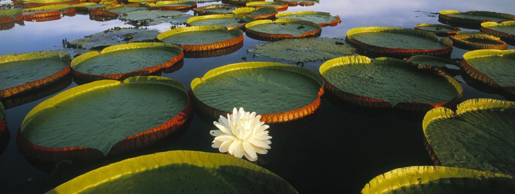 invasive_water_plant - Invas BioSecurity - Ireland