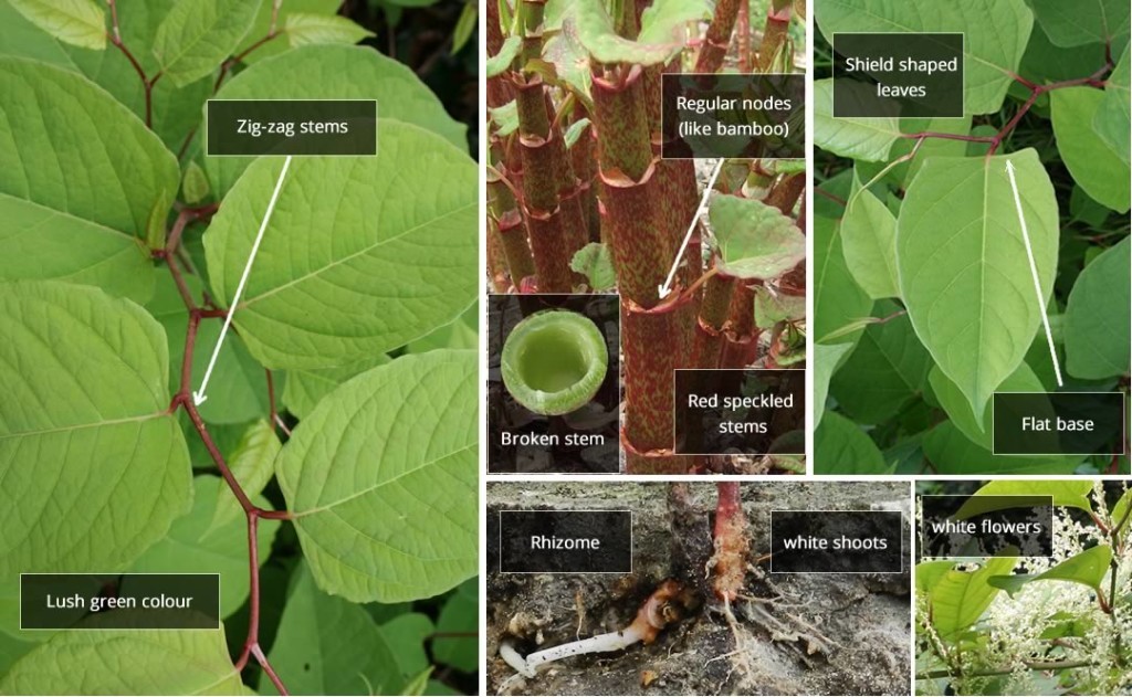 Japanese Knotweed Removal Invas Biosecurity specialists Ireland