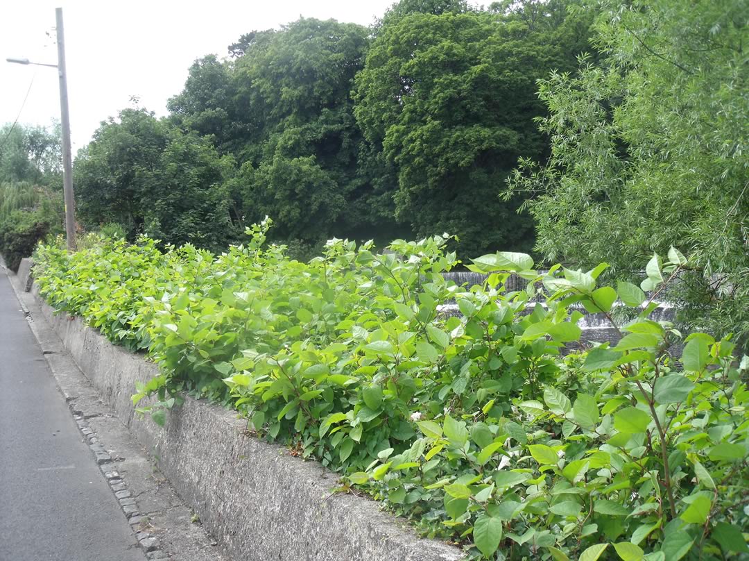 japanese-knotweed-before-treatment2 - Invas BioSecurity - Ireland