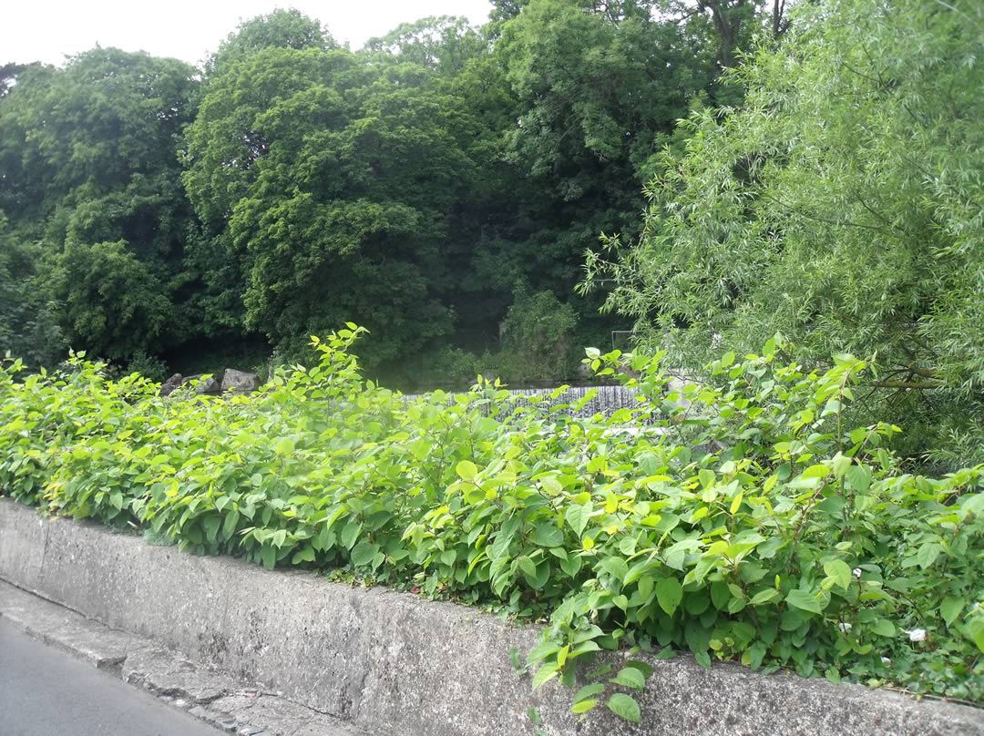 japanese-knotweed-before-treatment3 - Invas BioSecurity - Ireland