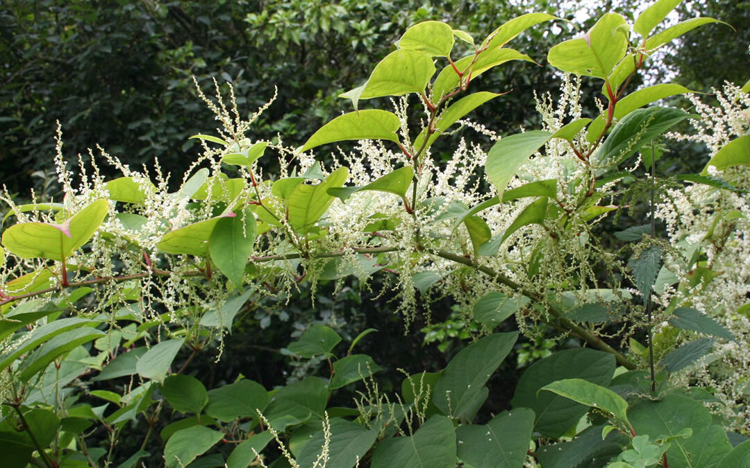 Out of Control – The vital role of farmers in halting invasive plants