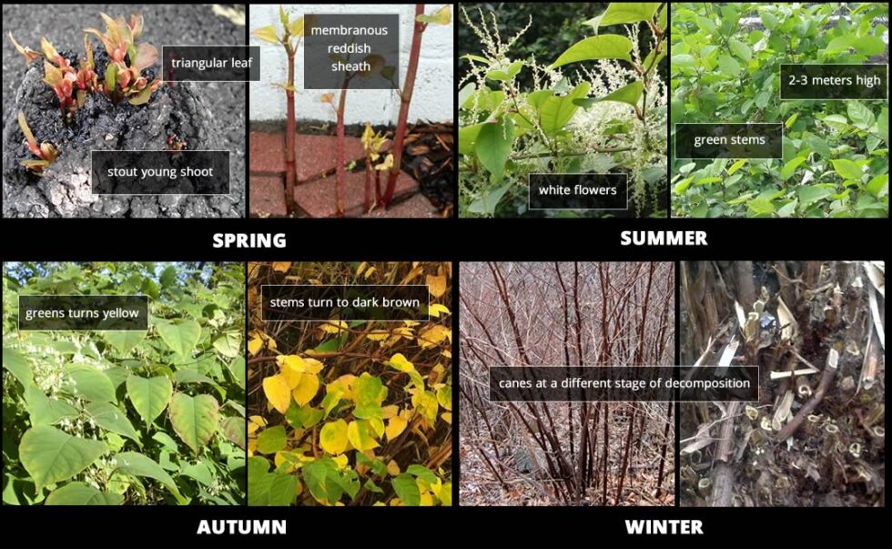 Japanese Knotweed Control and Solutions from INVAS Biosecurity ...